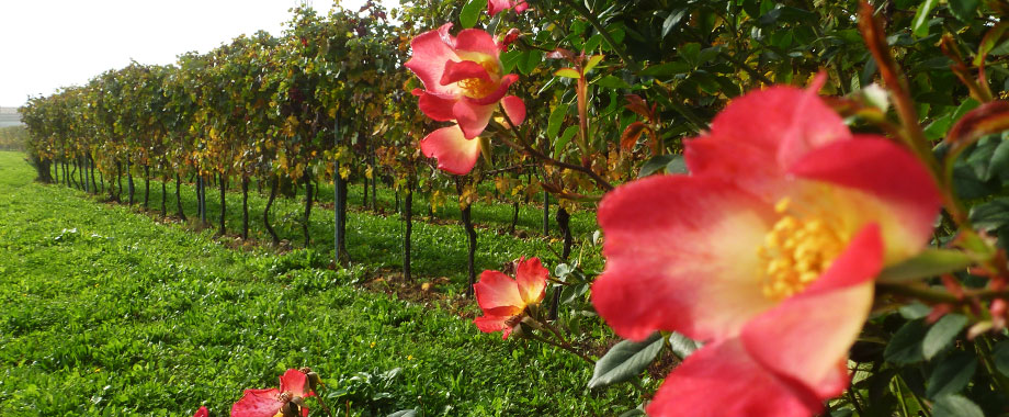 Vini Monticello - Due Carrare Padova - Colli Euganei