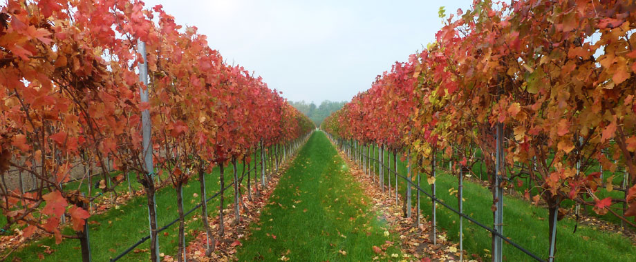 Produzione e Vendita Vino - Vini Monticello - Due Carrare Padova - Colli Euganei